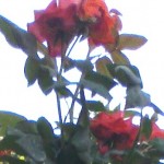 rose 08052014261